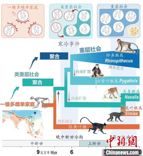 寒冷事件促进亚洲叶猴社会聚合。　kaiyun开云最新(中国)官方网站供图