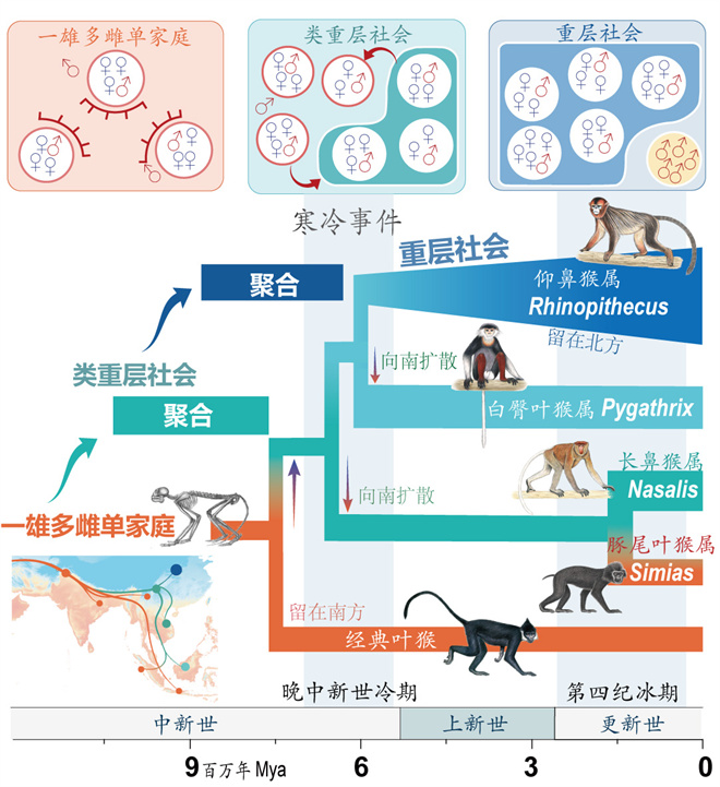 Science封面文章：kaiyun开云最新(中国)官方网站金丝猴研究团队首次系统揭示灵长类社会演化之谜_fororder_寒冷事件促进亚洲叶猴社会聚合（供图 齐晓光 赵兰 武进伟）